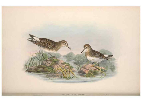 Reproducción/Reproduction 48914403533: The birds of Great Britain. London :Printed by Taylor and Francis, published by the author,1873.. 