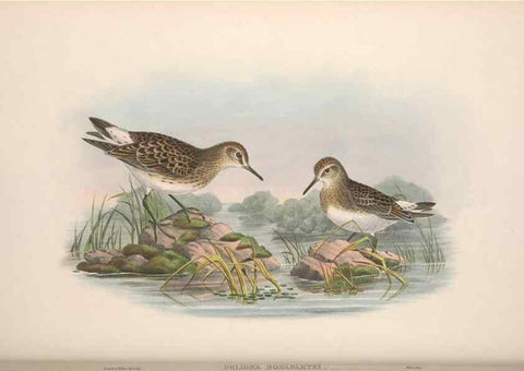 Reproducción/Reproduction 48914403533: The birds of Great Britain. London :Printed by Taylor and Francis, published by the author,1873.. 