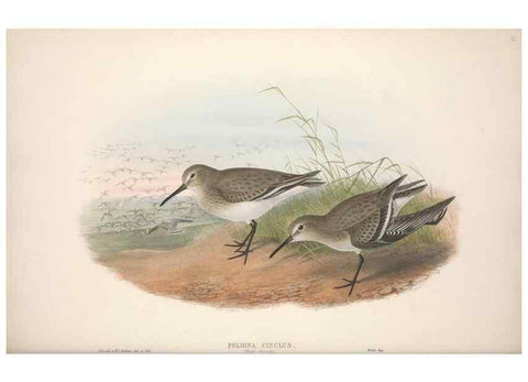 Reproducción/Reproduction 48914403213: The birds of Great Britain. London :Printed by Taylor and Francis, published by the author,1873.. 