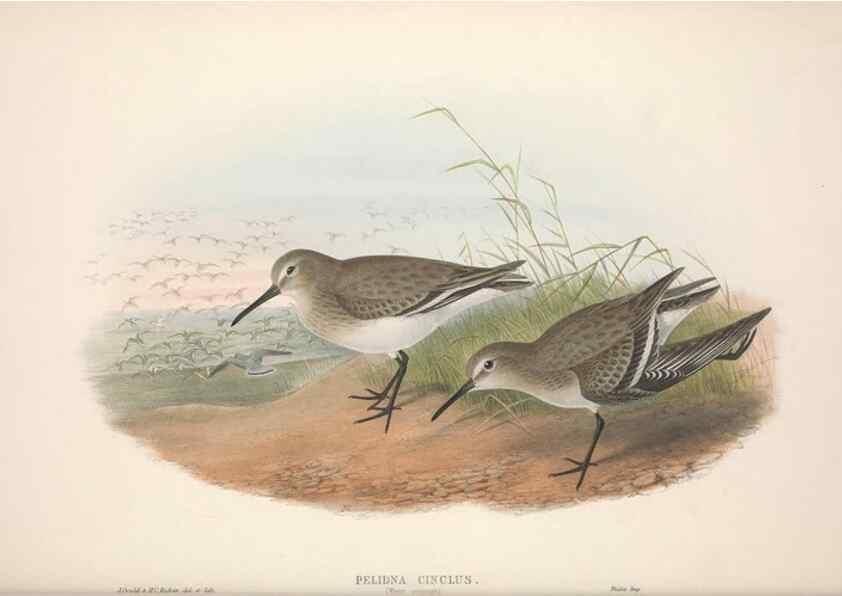 Reproducción/Reproduction 48914403213: The birds of Great Britain. London :Printed by Taylor and Francis, published by the author,1873.. 