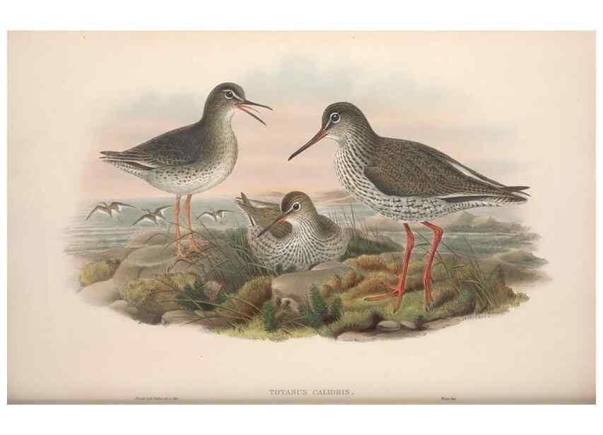 Reproducción/Reproduction 48915130667: The birds of Great Britain. London :Printed by Taylor and Francis, published by the author,1873.. 