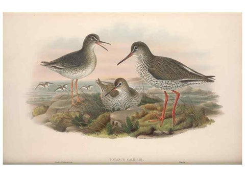 Reproducción/Reproduction 48915130667: The birds of Great Britain. London :Printed by Taylor and Francis, published by the author,1873.. 