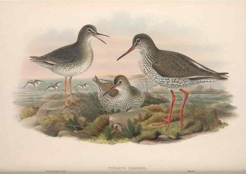 Reproducción/Reproduction 48915130667: The birds of Great Britain. London :Printed by Taylor and Francis, published by the author,1873.. 