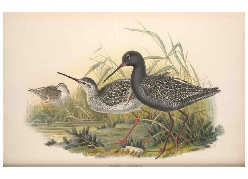Reproducción/Reproduction 48915131022: The birds of Great Britain. London :Printed by Taylor and Francis, published by the author,1873.. 