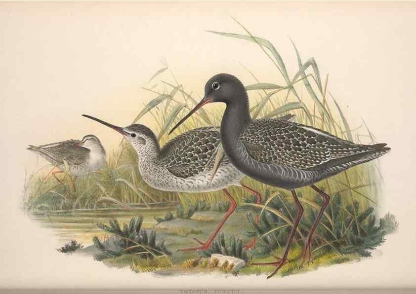 Reproducción/Reproduction 48915131022: The birds of Great Britain. London :Printed by Taylor and Francis, published by the author,1873.. 