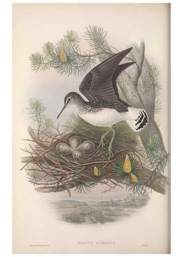 Reproducción/Reproduction 48914398598: The birds of Great Britain. London :Printed by Taylor and Francis, published by the author,1873.. 