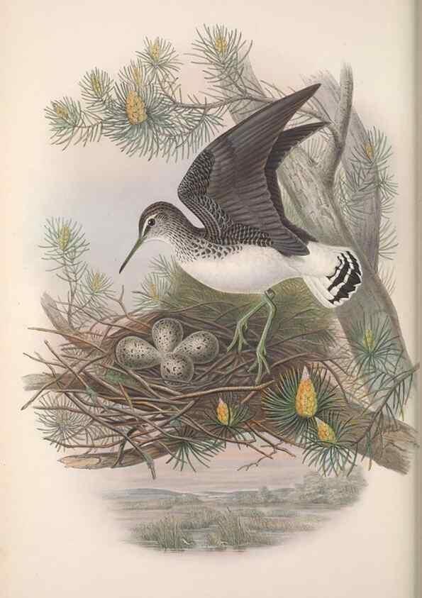 Reproducción/Reproduction 48914398598: The birds of Great Britain. London :Printed by Taylor and Francis, published by the author,1873.. 