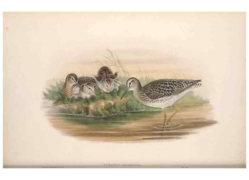 Reproducción/Reproduction 48914929041: The birds of Great Britain. London :Printed by Taylor and Francis, published by the author,1873.. 