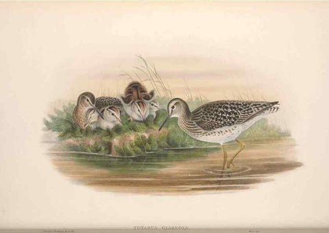 Reproducción/Reproduction 48914929041: The birds of Great Britain. London :Printed by Taylor and Francis, published by the author,1873.. 