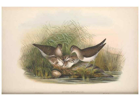 Reproducción/Reproduction 48915131912: The birds of Great Britain. London :Printed by Taylor and Francis, published by the author,1873.. 
