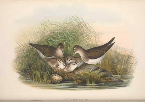 Reproducción/Reproduction 48915131912: The birds of Great Britain. London :Printed by Taylor and Francis, published by the author,1873.. 