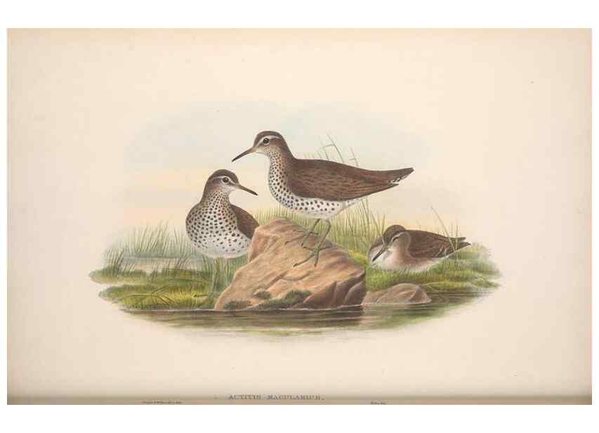 Reproducción/Reproduction 48914399858: The birds of Great Britain. London :Printed by Taylor and Francis, published by the author,1873.. 