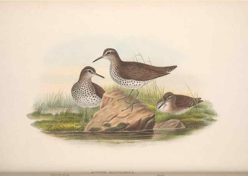 Reproducción/Reproduction 48914399858: The birds of Great Britain. London :Printed by Taylor and Francis, published by the author,1873.. 