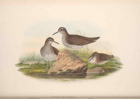 Reproducción/Reproduction 48914399858: The birds of Great Britain. London :Printed by Taylor and Francis, published by the author,1873.. 