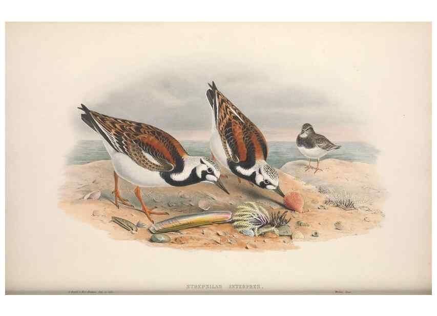 Reproducción/Reproduction 48914930251: The birds of Great Britain. London :Printed by Taylor and Francis, published by the author,1873.. 