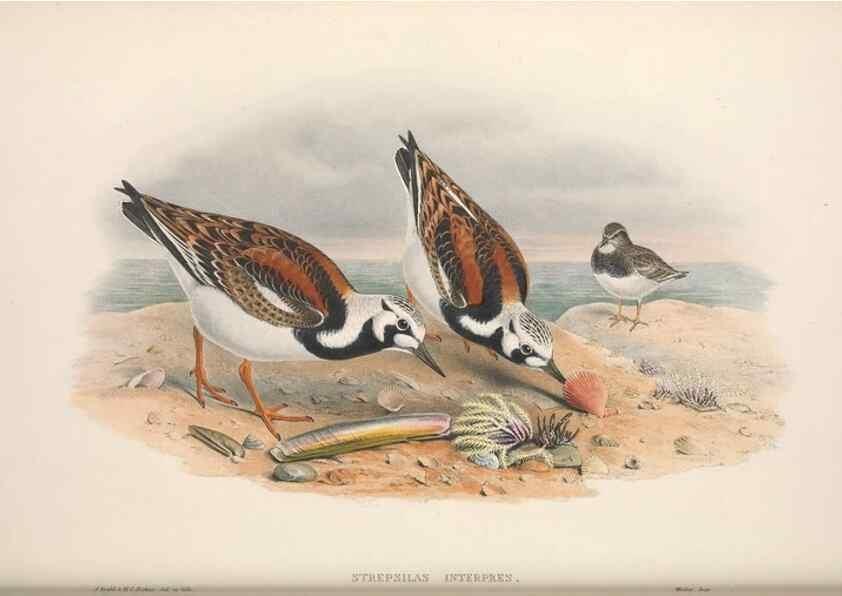 Reproducción/Reproduction 48914930251: The birds of Great Britain. London :Printed by Taylor and Francis, published by the author,1873.. 