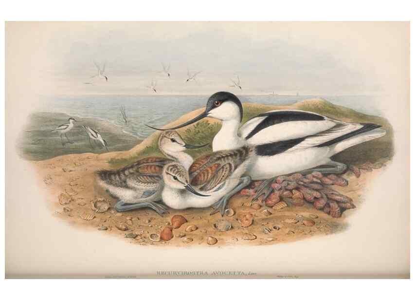 Reproducción/Reproduction 48915129937: The birds of Great Britain. London :Printed by Taylor and Francis, published by the author,1873.. 