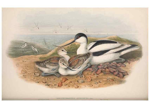 Reproducción/Reproduction 48915129937: The birds of Great Britain. London :Printed by Taylor and Francis, published by the author,1873.. 