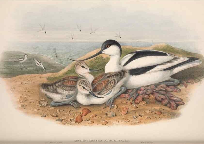 Reproducción/Reproduction 48915129937: The birds of Great Britain. London :Printed by Taylor and Francis, published by the author,1873.. 