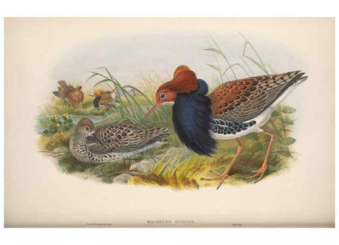 Reproducción/Reproduction 48914930671: The birds of Great Britain. London :Printed by Taylor and Francis, published by the author,1873.. 