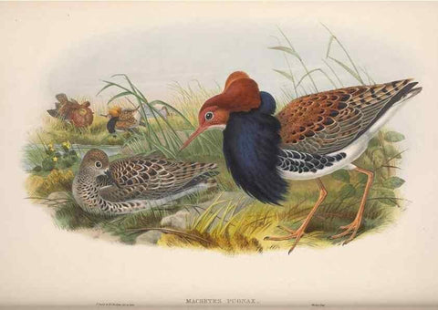 Reproducción/Reproduction 48914930671: The birds of Great Britain. London :Printed by Taylor and Francis, published by the author,1873.. 