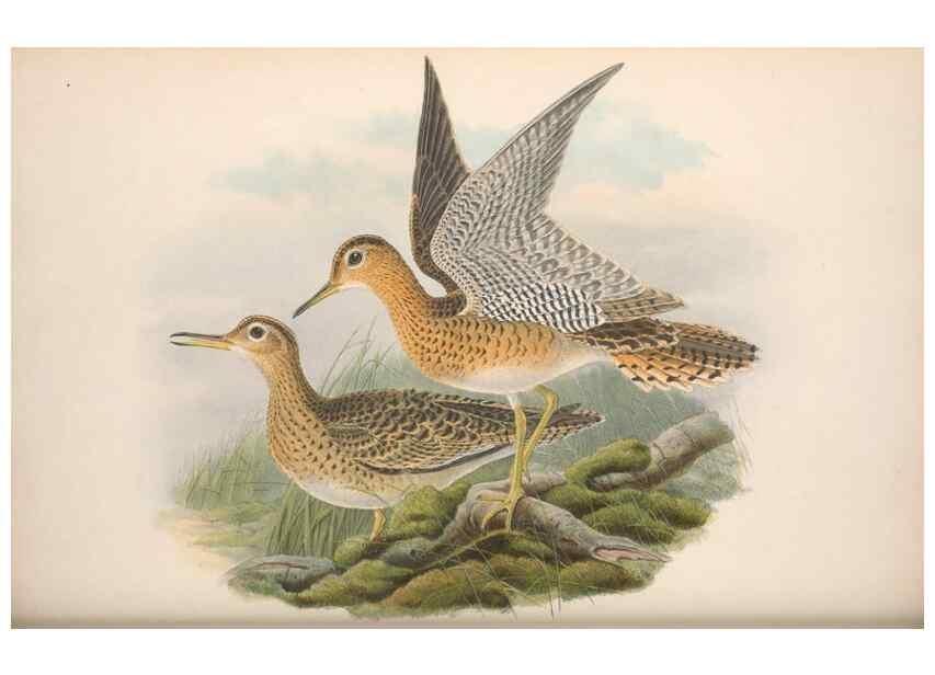 Reproducción/Reproduction 48915134062: The birds of Great Britain. London :Printed by Taylor and Francis, published by the author,1873.. 