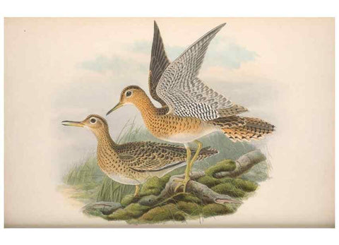 Reproducción/Reproduction 48915134062: The birds of Great Britain. London :Printed by Taylor and Francis, published by the author,1873.. 