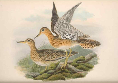 Reproducción/Reproduction 48915134062: The birds of Great Britain. London :Printed by Taylor and Francis, published by the author,1873.. 