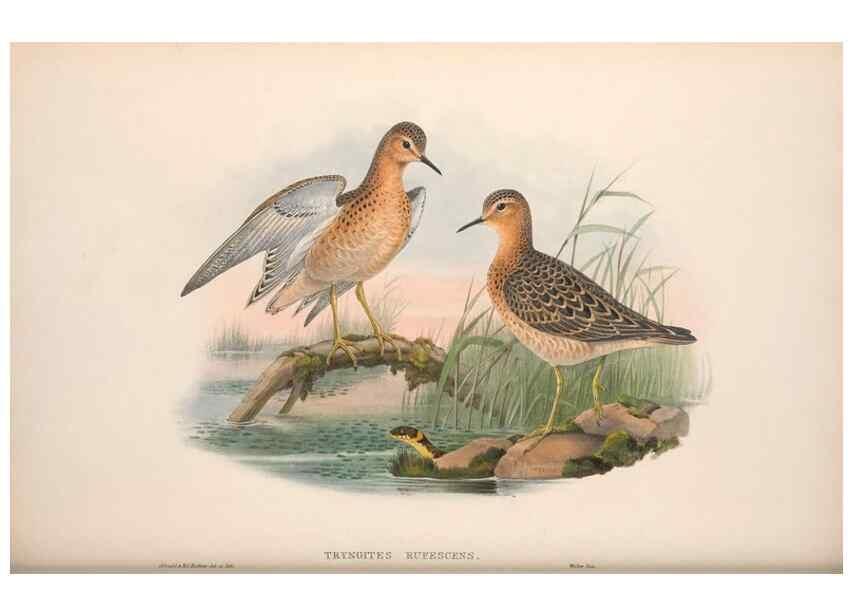 Reproducción/Reproduction 48914931641: The birds of Great Britain. London :Printed by Taylor and Francis, published by the author,1873.. 