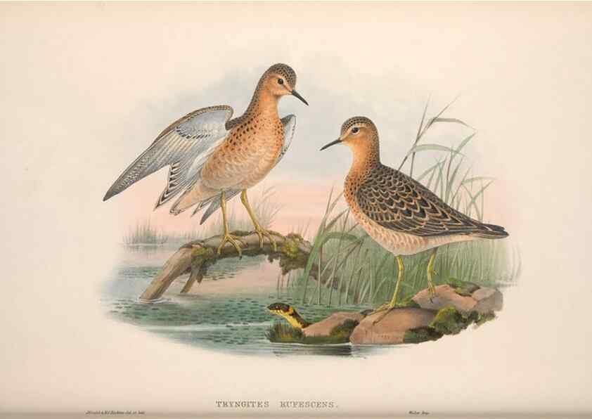 Reproducción/Reproduction 48914931641: The birds of Great Britain. London :Printed by Taylor and Francis, published by the author,1873.. 