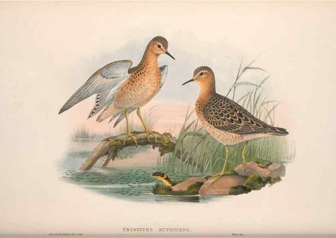 Reproducción/Reproduction 48914931641: The birds of Great Britain. London :Printed by Taylor and Francis, published by the author,1873.. 