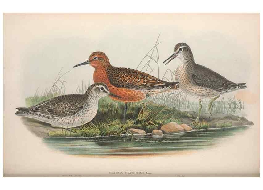 Reproducción/Reproduction 48915134722: The birds of Great Britain. London :Printed by Taylor and Francis, published by the author,1873.. 