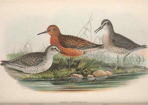 Reproducción/Reproduction 48915134722: The birds of Great Britain. London :Printed by Taylor and Francis, published by the author,1873.. 