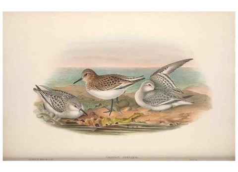 Reproducción/Reproduction 48915135002: The birds of Great Britain. London :Printed by Taylor and Francis, published by the author,1873.. 