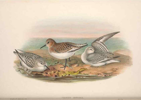 Reproducción/Reproduction 48915135002: The birds of Great Britain. London :Printed by Taylor and Francis, published by the author,1873.. 