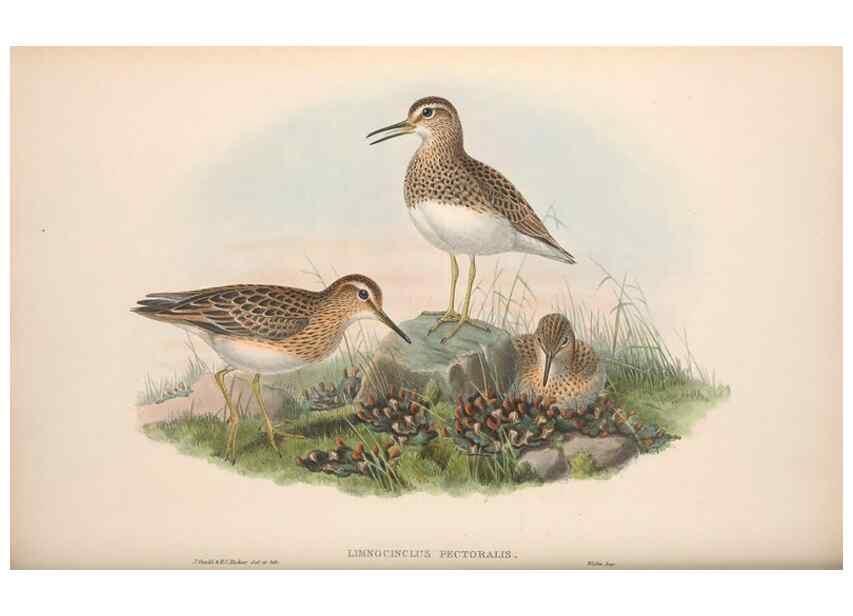 Reproducción/Reproduction 48915135277: The birds of Great Britain. London :Printed by Taylor and Francis, published by the author,1873.. 
