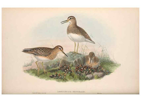 Reproducción/Reproduction 48915135277: The birds of Great Britain. London :Printed by Taylor and Francis, published by the author,1873.. 