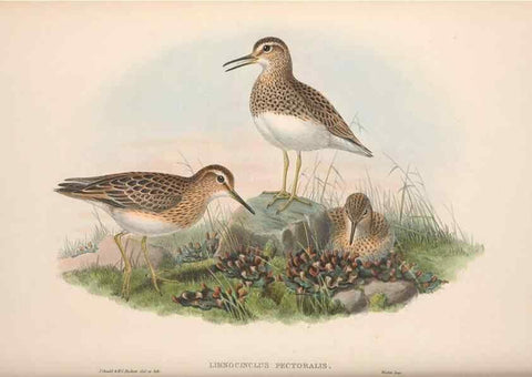 Reproducción/Reproduction 48915135277: The birds of Great Britain. London :Printed by Taylor and Francis, published by the author,1873.. 