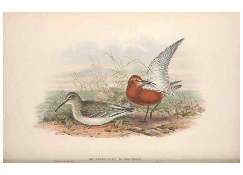 Reproducción/Reproduction 48915135577: The birds of Great Britain. London :Printed by Taylor and Francis, published by the author,1873.. 