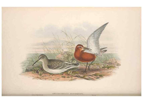 Reproducción/Reproduction 48915135577: The birds of Great Britain. London :Printed by Taylor and Francis, published by the author,1873.. 
