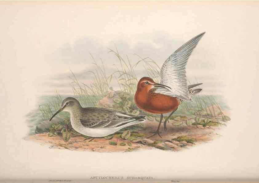 Reproducción/Reproduction 48915135577: The birds of Great Britain. London :Printed by Taylor and Francis, published by the author,1873.. 