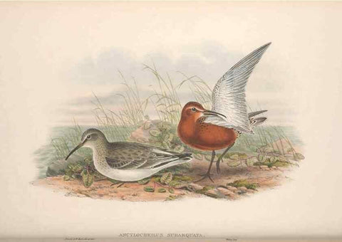 Reproducción/Reproduction 48915135577: The birds of Great Britain. London :Printed by Taylor and Francis, published by the author,1873.. 