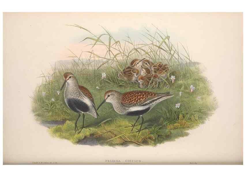 Reproducción/Reproduction 48915135917: The birds of Great Britain. London :Printed by Taylor and Francis, published by the author,1873.. 