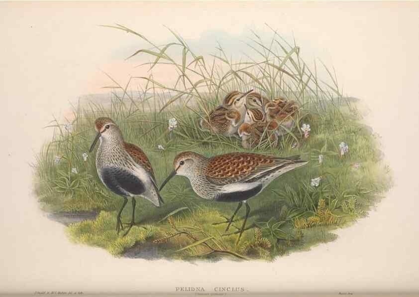 Reproducción/Reproduction 48915135917: The birds of Great Britain. London :Printed by Taylor and Francis, published by the author,1873.. 
