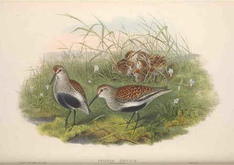 Reproducción/Reproduction 48915135917: The birds of Great Britain. London :Printed by Taylor and Francis, published by the author,1873.. 