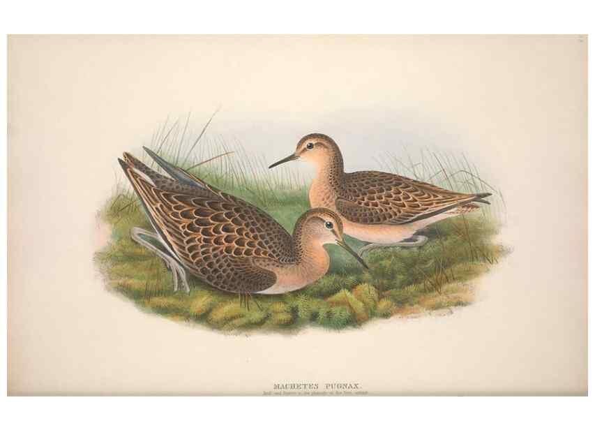 Reproducción/Reproduction 48914400823: The birds of Great Britain. London :Printed by Taylor and Francis, published by the author,1873.. 