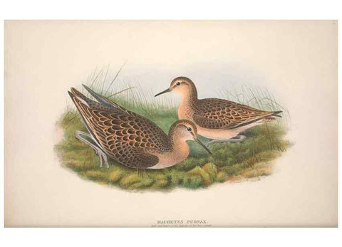 Reproducción/Reproduction 48914400823: The birds of Great Britain. London :Printed by Taylor and Francis, published by the author,1873.. 