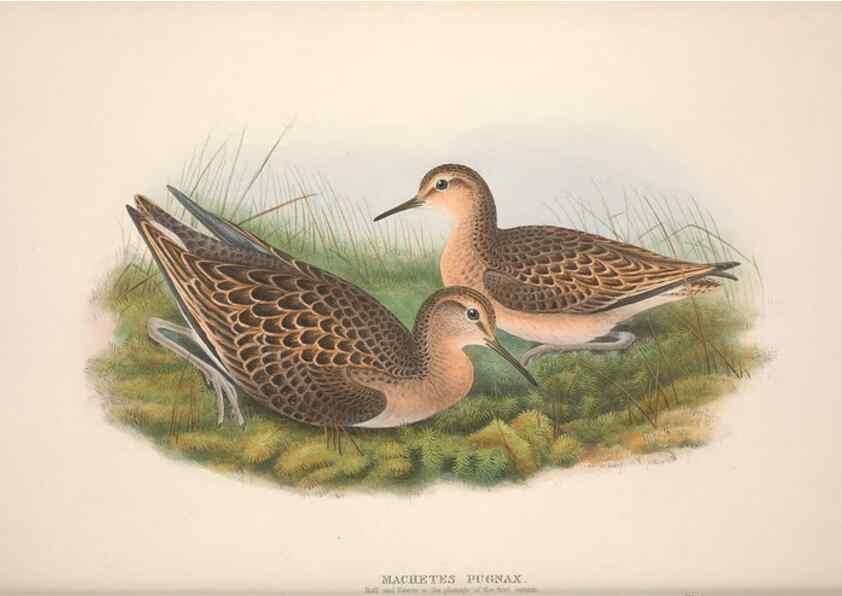 Reproducción/Reproduction 48914400823: The birds of Great Britain. London :Printed by Taylor and Francis, published by the author,1873.. 
