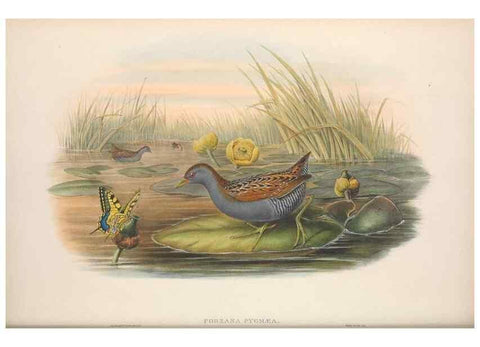 Reproducción/Reproduction 48914409333: The birds of Great Britain. London :Printed by Taylor and Francis, published by the author,1873.. 