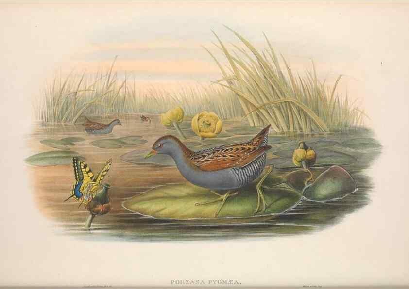 Reproducción/Reproduction 48914409333: The birds of Great Britain. London :Printed by Taylor and Francis, published by the author,1873.. 